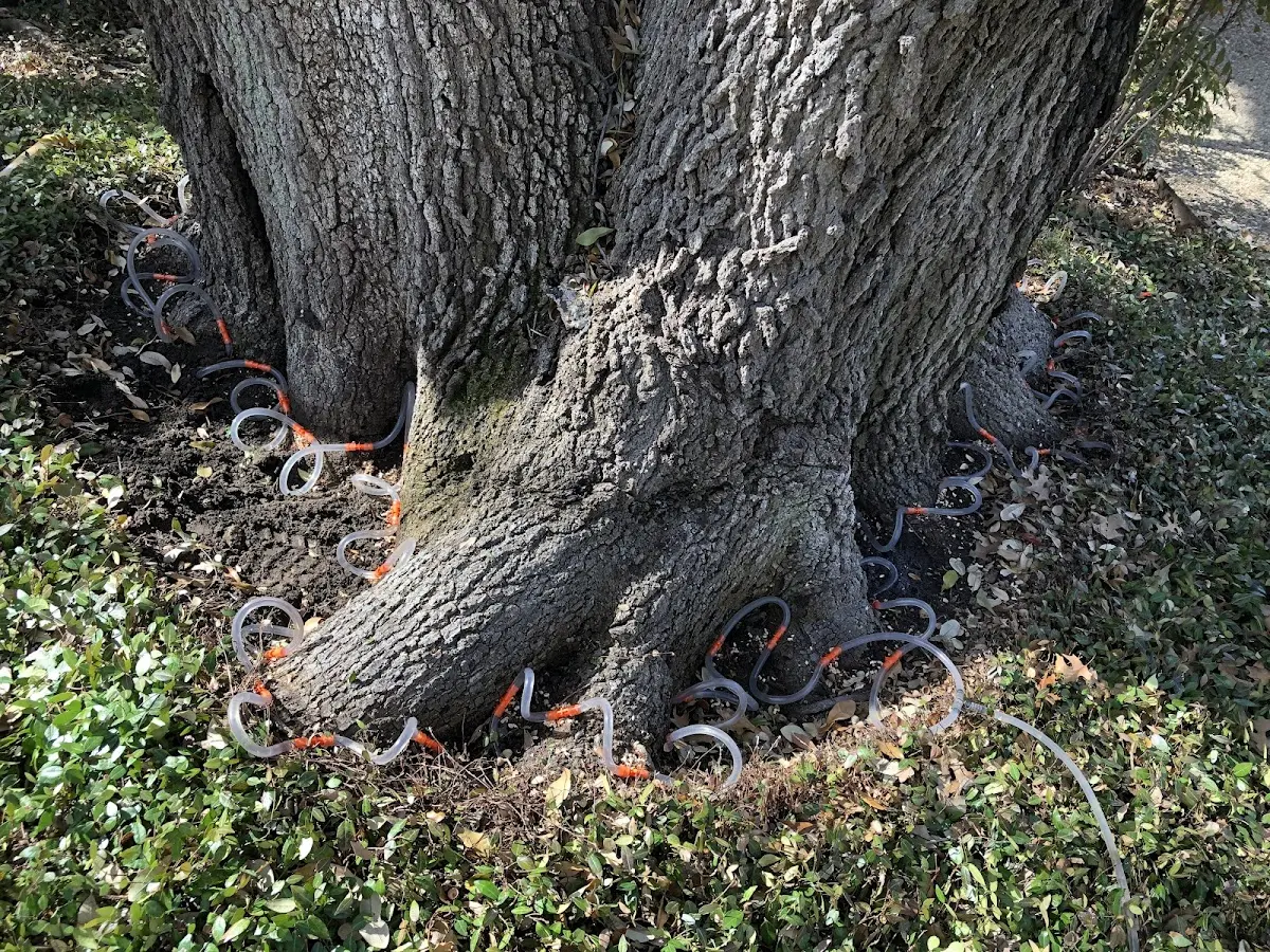 Detailed Tree Cabling and Bracing job site in Ocilla