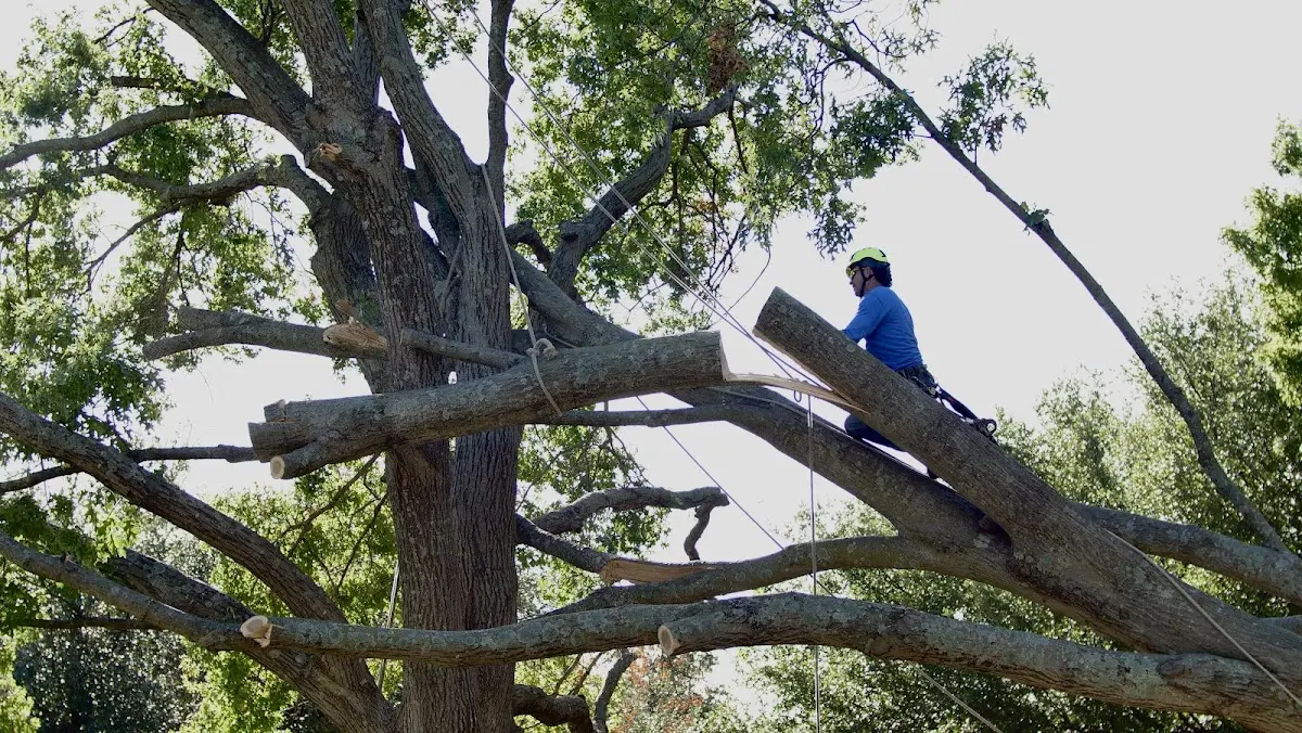 Professional Crown Thinning performed by certified arborists in Ocilla
